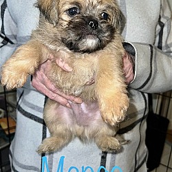 Thumbnail photo of Kiwi Pup Mango #3