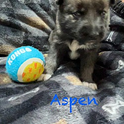 Thumbnail photo of Aspen #4