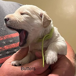 Thumbnail photo of Butters #2
