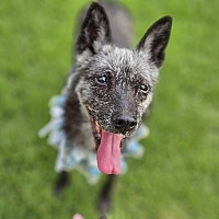 adopt-pet