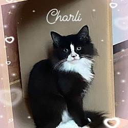 Photo of Charli