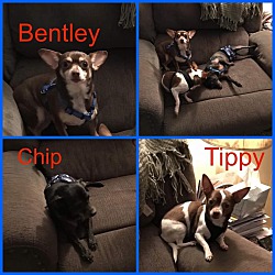 Photo of Chip, Tippy, & Bentley