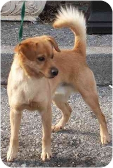 pomeranian feist mix