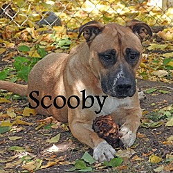 Photo of Scooby
