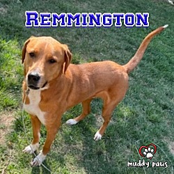 Thumbnail photo of Remmington (Rem/Courtesy Post) #2