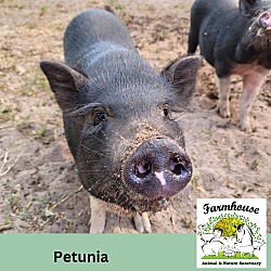 Thumbnail photo of Petunia #1