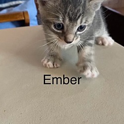 Thumbnail photo of Ember #2