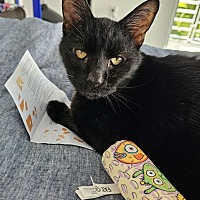 adopt a pet