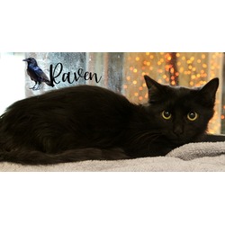 Thumbnail photo of Raven #2