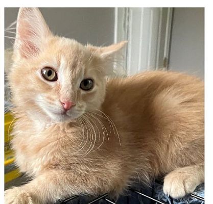 Wilmington, NC - Domestic Mediumhair. Meet Preciado a Pet for Adoption ...