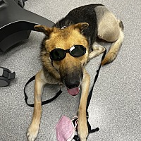 adopt a pet