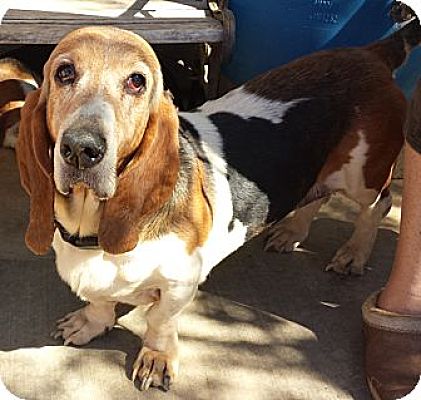 Acton, CA - Basset Hound. Meet Rosemarie a Pet for Adoption - AdoptaPet.com