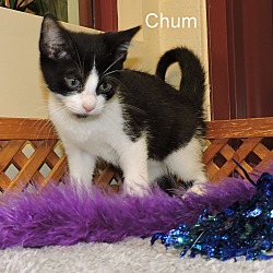 Thumbnail photo of Chum #1