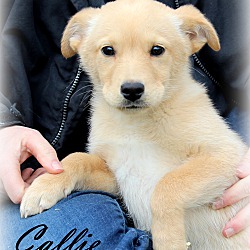 Thumbnail photo of Callie~adopted! #2