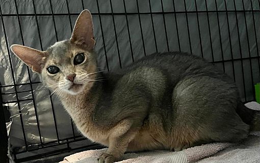 Westfield, MA Abyssinian. Meet Gia a Pet for Adoption