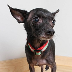 Photo of Oscar *Bonded with Benny*  D13734