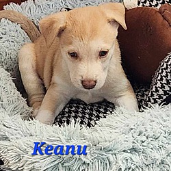 Thumbnail photo of Keanu #3