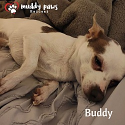 Photo of Buddy- Adoption Pending