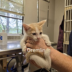 Thumbnail photo of Gremlin #3