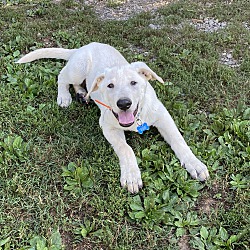 Thumbnail photo of Buzzy (12wk PUPPY) #2