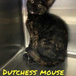 Thumbnail photo of Dutchess Mouse McMittens #1