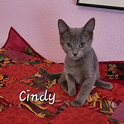 Thumbnail photo of CINDY GRADY #1