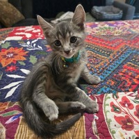 adopt a pet