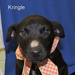 Thumbnail photo of Kringle #4