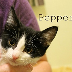 Thumbnail photo of Pepper #3
