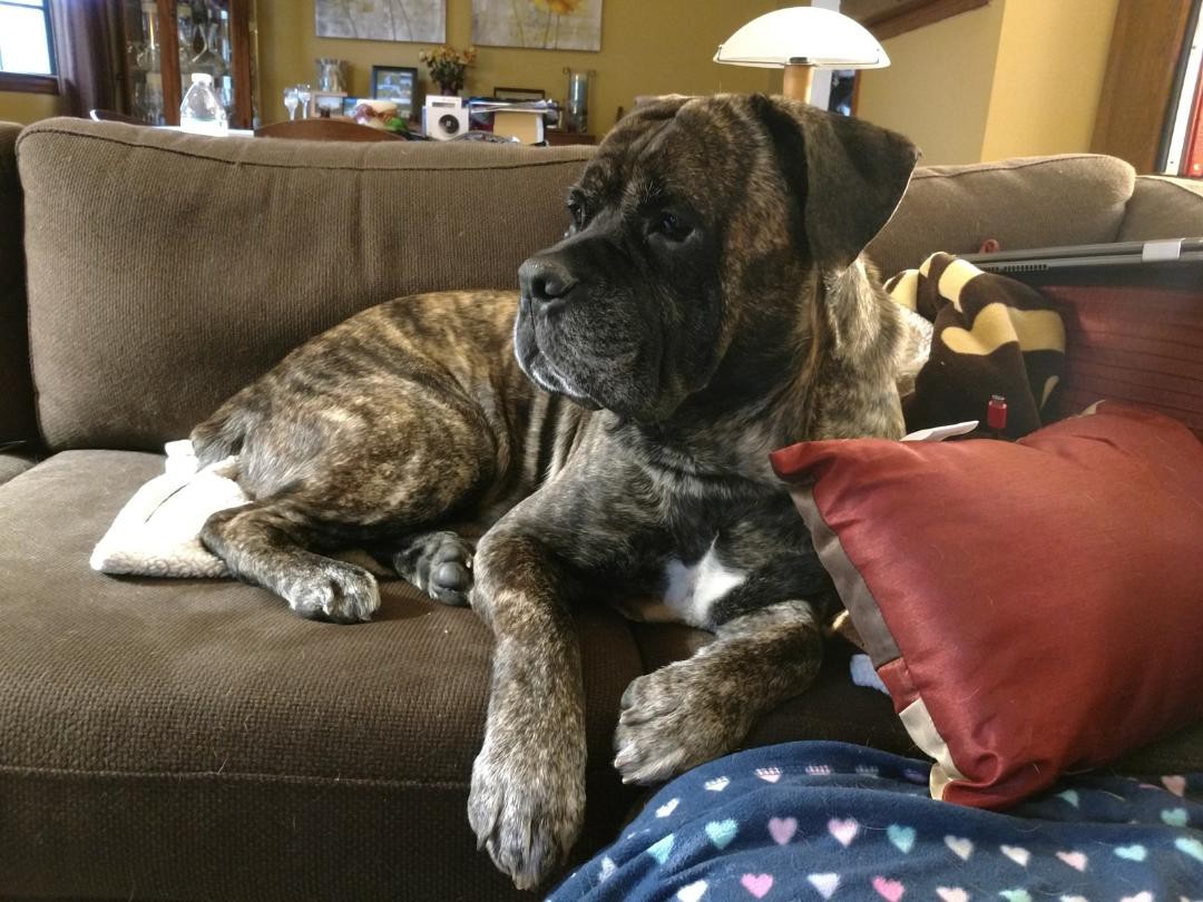 bullmastiff georgia