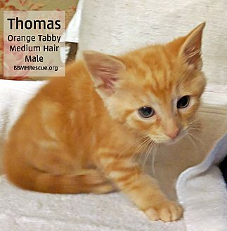 Orange shorthair hot sale kitten