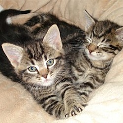 Thumbnail photo of Kittens!!!! #3