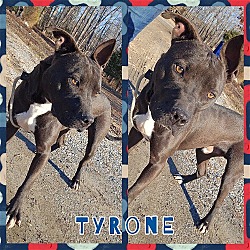 Thumbnail photo of Tyrone #2