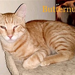 Thumbnail photo of Butternut #3
