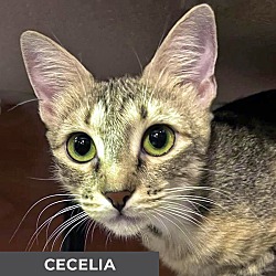 Thumbnail photo of Cecelia #4