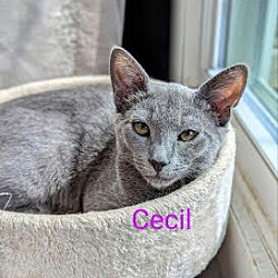 Thumbnail photo of Cecil #2