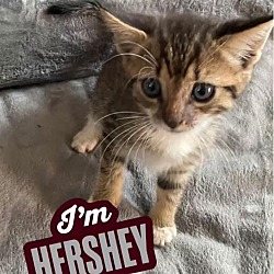 Thumbnail photo of Hershey #2