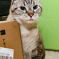 adopt a pet