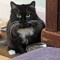 adopt-pet