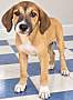 BOUNDY BOO ~ MEET ME! - Boxer / Beagle available for adoption