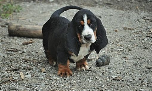 Houston, TX, TX - Basset Hound. Meet This Handsome Basset Hound a Pet ...