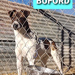 Thumbnail photo of Buford #1