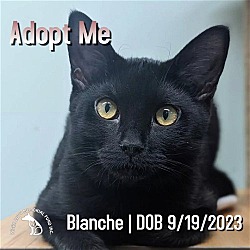 Photo of Blanche