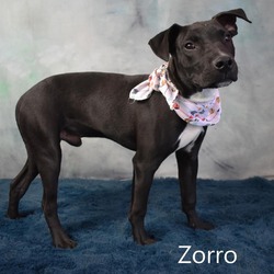 Thumbnail photo of Zorro #1