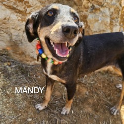 Thumbnail photo of Mandy #2