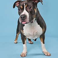 adopt a pet