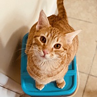 adopt a pet