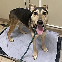 adopt a pet