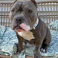adopt a pet