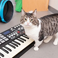 adopt a pet